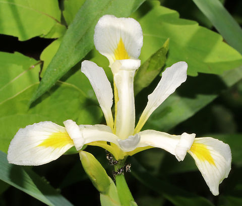 Yellow-banded Iris - Iris orientalis Habitat: Marsh Geotagged,Iris orientalis,Spring,United States,iris,white iris