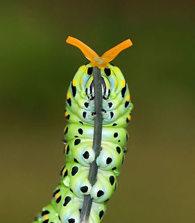 Papilio polyxenes - Black Swallowtail Caterpillar When provoked, the larvae of this species sprout eversible orange horns called osmeterium, which release a foul odor in order to deter predators. The osmeterium is a defensive, glandular organ that is coated in stinky chemicals, and is located at the base of the caterpillar's head. The osmeterial odor changes between species and within the life stages of the caterpillars. 

This particular caterpillar's osmeterium smelled like apples. You can actually see bits of the stinky fluid dripping off the osmeterium in this photo!

Habitat: On fennel (Foeniculum sp.) in a rural garden
https://www.jungledragon.com/image/83301/eastern_black_swallowtail_caterpillar_-_papilio_polyxenes.html Black Swallowtail,Geotagged,Papilio polyxenes,Summer,United States,caterpillar,osmeterium,papilio