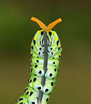 Papilio polyxenes - Black Swallowtail Caterpillar When provoked, the larvae of this species sprout eversible orange horns called osmeterium, which release a foul odor in order to deter predators. The osmeterium is a defensive, glandular organ that is coated in stinky chemicals, and is located at the base of the caterpillar's head. The osmeterial odor changes between species and within the life stages of the caterpillars. <br />
<br />
This particular caterpillar's osmeterium smelled like apples. You can actually see bits of the stinky fluid dripping off the osmeterium in this photo!<br />
<br />
Habitat: On fennel (Foeniculum sp.) in a rural garden<br />
https://www.jungledragon.com/image/83301/eastern_black_swallowtail_caterpillar_-_papilio_polyxenes.html Black Swallowtail,Geotagged,Papilio polyxenes,Summer,United States,caterpillar,osmeterium,papilio