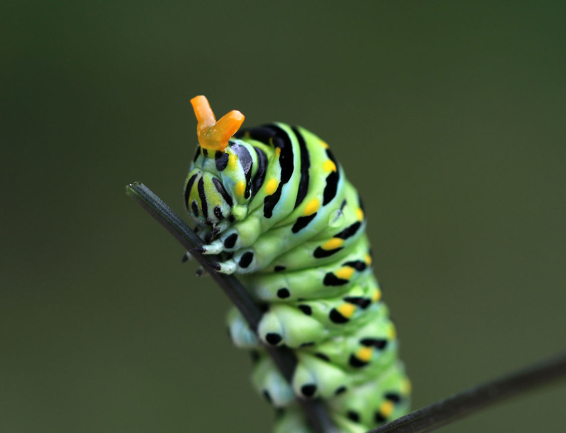 Eastern Black Swallowtail Caterpillar - Papilio polyxenes When provoked, the larvae of this species sprout eversible orange horns called osmeterium, which release a foul odor in order to deter predators. The osmeterium is a defensive, glandular organ that is coated in stinky chemicals, and is located at the base of the caterpillar&#039;s head. The osmeterial odor changes between species and within the life stages of the caterpillars. <br />
<br />
This particular caterpillar&#039;s osmeterium smelled like apples. You can actually see bits of the stinky fluid dripping off the osmeterium in this photo!<br />
<br />
Habitat: On fennel (Foeniculum sp.) in a rural garden<br />
<figure class="photo"><a href="https://www.jungledragon.com/image/83300/papilio_polyxenes_-_black_swallowtail_caterpillar.html" title="Papilio polyxenes - Black Swallowtail Caterpillar"><img src="https://s3.amazonaws.com/media.jungledragon.com/images/3232/83300_thumb.jpg?AWSAccessKeyId=05GMT0V3GWVNE7GGM1R2&Expires=1767225610&Signature=uV8vr4xMuDQ19gI5gb1P%2FWGfCR8%3D" width="134" height="152" alt="Papilio polyxenes - Black Swallowtail Caterpillar When provoked, the larvae of this species sprout eversible orange horns called osmeterium, which release a foul odor in order to deter predators. The osmeterium is a defensive, glandular organ that is coated in stinky chemicals, and is located at the base of the caterpillar&#039;s head. The osmeterial odor changes between species and within the life stages of the caterpillars. <br />
<br />
This particular caterpillar&#039;s osmeterium smelled like apples. You can actually see bits of the stinky fluid dripping off the osmeterium in this photo!<br />
<br />
Habitat: On fennel (Foeniculum sp.) in a rural garden<br />
https://www.jungledragon.com/image/83301/eastern_black_swallowtail_caterpillar_-_papilio_polyxenes.html Black Swallowtail,Geotagged,Papilio polyxenes,Summer,United States,caterpillar,osmeterium,papilio" /></a></figure><br />
 Black Swallowtail,Geotagged,Papilio polyxenes,Summer,United States,caterpillar