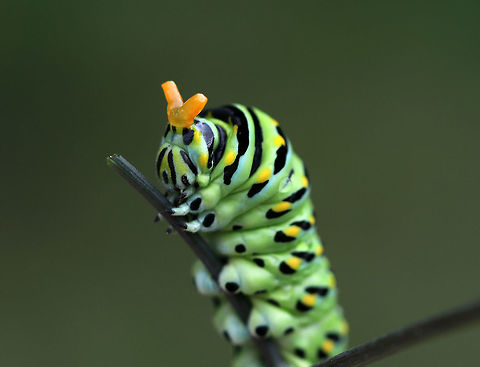 Eastern Black Swallowtail Caterpillar - Papilio polyxenes When provoked, the larvae of this species sprout eversible orange horns called osmeterium, which release a foul odor in order to deter predators. The osmeterium is a defensive, glandular organ that is coated in stinky chemicals, and is located at the base of the caterpillar's head. The osmeterial odor changes between species and within the life stages of the caterpillars. 

This particular caterpillar's osmeterium smelled like apples. You can actually see bits of the stinky fluid dripping off the osmeterium in this photo!

Habitat: On fennel (Foeniculum sp.) in a rural garden
https://www.jungledragon.com/image/83300/papilio_polyxenes_-_black_swallowtail_caterpillar.html
 Black Swallowtail,Geotagged,Papilio polyxenes,Summer,United States,caterpillar