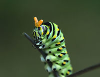Eastern Black Swallowtail Caterpillar - Papilio polyxenes When provoked, the larvae of this species sprout eversible orange horns called osmeterium, which release a foul odor in order to deter predators. The osmeterium is a defensive, glandular organ that is coated in stinky chemicals, and is located at the base of the caterpillar's head. The osmeterial odor changes between species and within the life stages of the caterpillars. <br />
<br />
This particular caterpillar's osmeterium smelled like apples. You can actually see bits of the stinky fluid dripping off the osmeterium in this photo!<br />
<br />
Habitat: On fennel (Foeniculum sp.) in a rural garden<br />
https://www.jungledragon.com/image/83300/papilio_polyxenes_-_black_swallowtail_caterpillar.html<br />
Black Swallowtail,Geotagged,Papilio polyxenes,Summer,United States,caterpillar