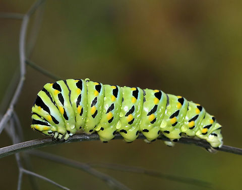 Papilio polyxenes - Black Swallowtail Caterpillar The larvae of this species changes color quite dramatically with each molt. This picture shows the last instar, which is green with black bands dotted with yellow spots on each segment. I think it was getting ready to pupate as it was really still and didn't show its osmeterium when I touched it.

Habitat: On fennel (Foeniculum sp.) in a rural garden.
https://www.jungledragon.com/image/83303/papilio_polyxenes_-_black_swallowtail_caterpillar.html Black Swallowtail,Geotagged,Papilio polyxenes,Summer,United States,caterpillar