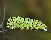 Papilio polyxenes - Black Swallowtail Caterpillar The larvae of this species changes color quite dramatically with each molt. This picture shows the last instar, which is green with black bands dotted with yellow spots on each segment. I think it was getting ready to pupate as it was really still and didn't show its osmeterium when I touched it.<br />
<br />
Habitat: On fennel (Foeniculum sp.) in a rural garden.<br />
https://www.jungledragon.com/image/83303/papilio_polyxenes_-_black_swallowtail_caterpillar.html Black Swallowtail,Geotagged,Papilio polyxenes,Summer,United States,caterpillar