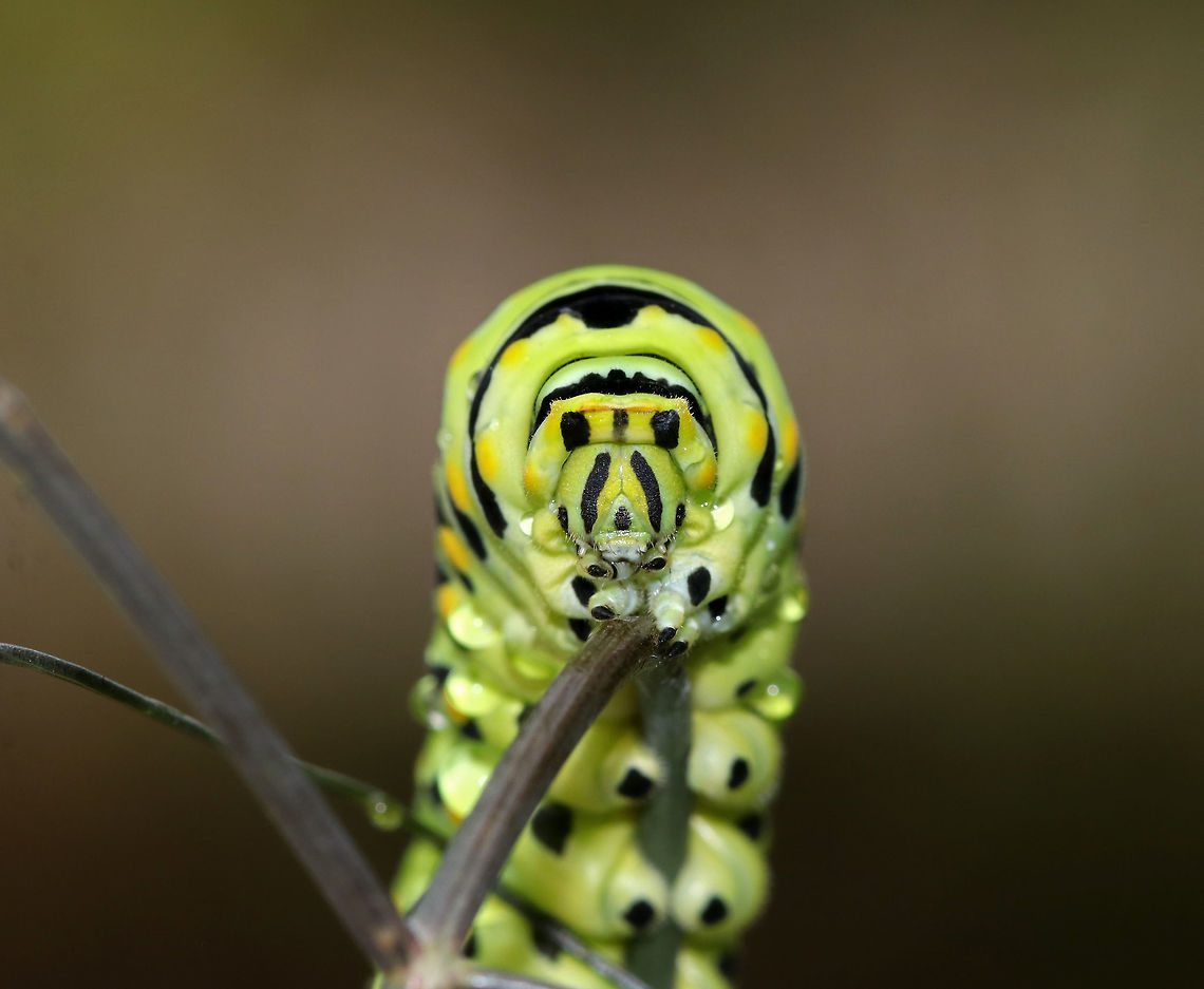 Papilio polyxenes - Black Swallowtail Caterpillar The larvae of this species changes color quite dramatically with each molt. This picture shows the last instar, which is green with black bands dotted with yellow spots on each segment. I think it was getting ready to pupate as it was really still and didn&#039;t show its osmeterium when I touched it.<br />
<br />
Habitat: On fennel (Foeniculum sp.) in a rural garden.<br />
<figure class="photo"><a href="https://www.jungledragon.com/image/83302/papilio_polyxenes_-_black_swallowtail_caterpillar.html" title="Papilio polyxenes - Black Swallowtail Caterpillar"><img src="https://s3.amazonaws.com/media.jungledragon.com/images/3232/83302_thumb.jpg?AWSAccessKeyId=05GMT0V3GWVNE7GGM1R2&Expires=1767225610&Signature=Qa1NpGkK2XUbhVACUad0F47UevI%3D" width="200" height="158" alt="Papilio polyxenes - Black Swallowtail Caterpillar The larvae of this species changes color quite dramatically with each molt. This picture shows the last instar, which is green with black bands dotted with yellow spots on each segment. I think it was getting ready to pupate as it was really still and didn&#039;t show its osmeterium when I touched it.<br />
<br />
Habitat: On fennel (Foeniculum sp.) in a rural garden.<br />
https://www.jungledragon.com/image/83303/papilio_polyxenes_-_black_swallowtail_caterpillar.html Black Swallowtail,Geotagged,Papilio polyxenes,Summer,United States,caterpillar" /></a></figure> Black Swallowtail,Geotagged,Papilio polyxenes,Summer,United States