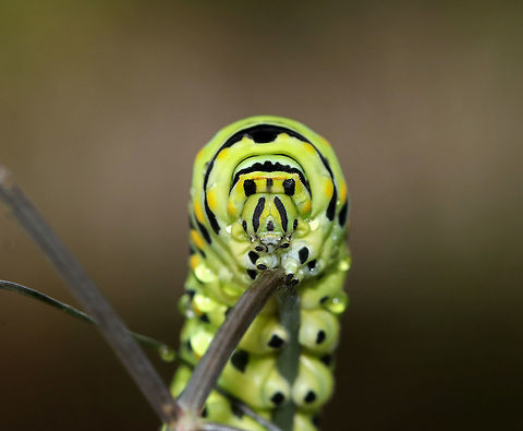 Papilio polyxenes - Black Swallowtail Caterpillar The larvae of this species changes color quite dramatically with each molt. This picture shows the last instar, which is green with black bands dotted with yellow spots on each segment. I think it was getting ready to pupate as it was really still and didn't show its osmeterium when I touched it.

Habitat: On fennel (Foeniculum sp.) in a rural garden.
https://www.jungledragon.com/image/83302/papilio_polyxenes_-_black_swallowtail_caterpillar.html Black Swallowtail,Geotagged,Papilio polyxenes,Summer,United States