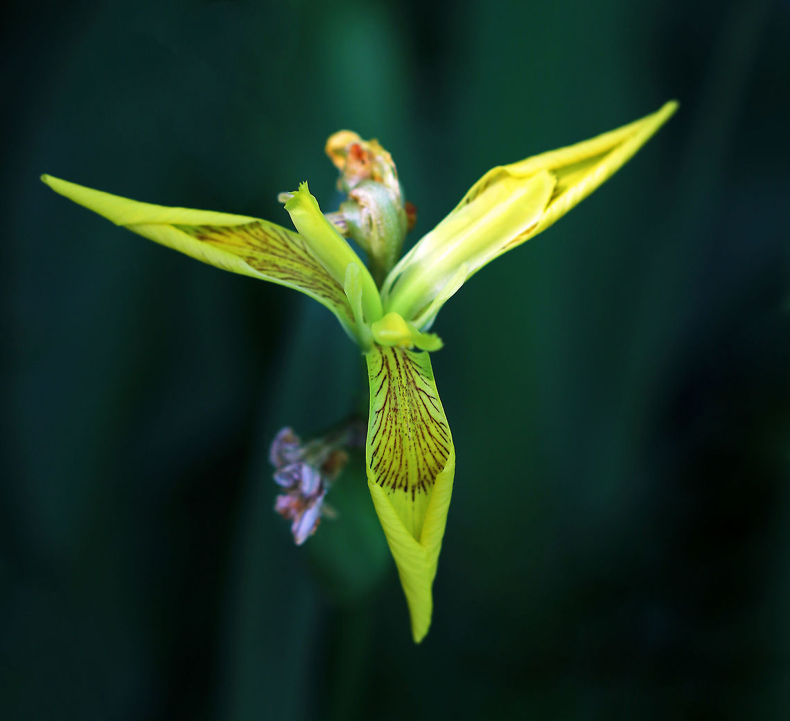 Yellow Flag - Iris pseudacorus *The petals look a little narrow, but I think the ID is correct.<br />
<br />
Introduced as a garden plant from Europe. <br />
<br />
Habitat: Growing in a wetland Geotagged,Iris pseudacorus,Spring,United States,Yellow flag,iris