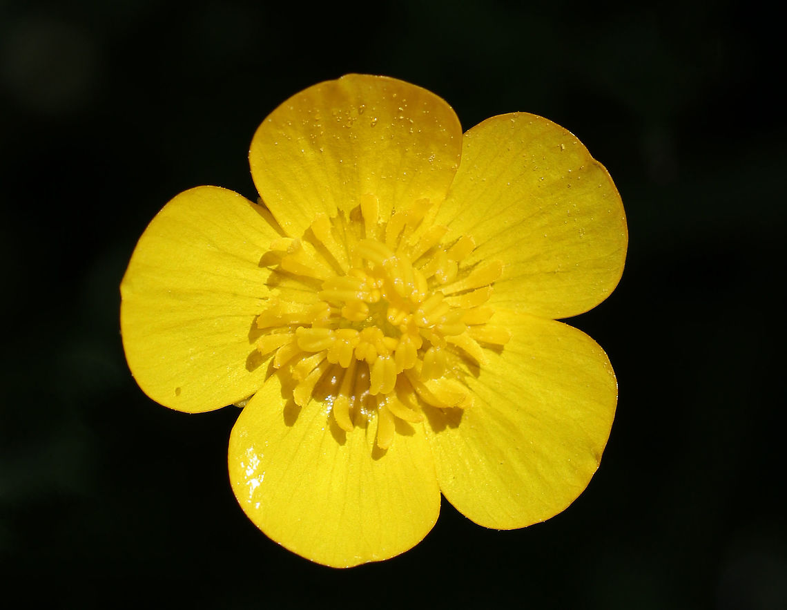 Swamp Buttercup - Ranunculus caricetorum Habitat: Wetland Geotagged,Hispid Buttercup,Ranunculus hispidus,Ranunculus hispidus var. caricetorum,Spring,United States,buttercup,swamp crowfoot