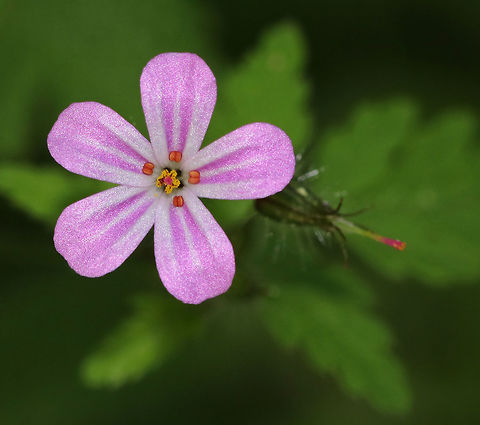 Herb Robert - Geranium robertianum Pink flowers with 5 petals. Leaves are palmately divided into 3-5 lobed segments.

Freshly picked, crushed leaves have a strong odor that resembles burning tires. If they are rubbed on the body, the smell is said to repel mosquitoes. I suspect that the smell would repel just about any creature. The active ingredients are tannins, a bitter compound called geraniin, and essential oils. Crane's-bill,Geotagged,Geranium robertianum,Herb Robert,Spring,United States