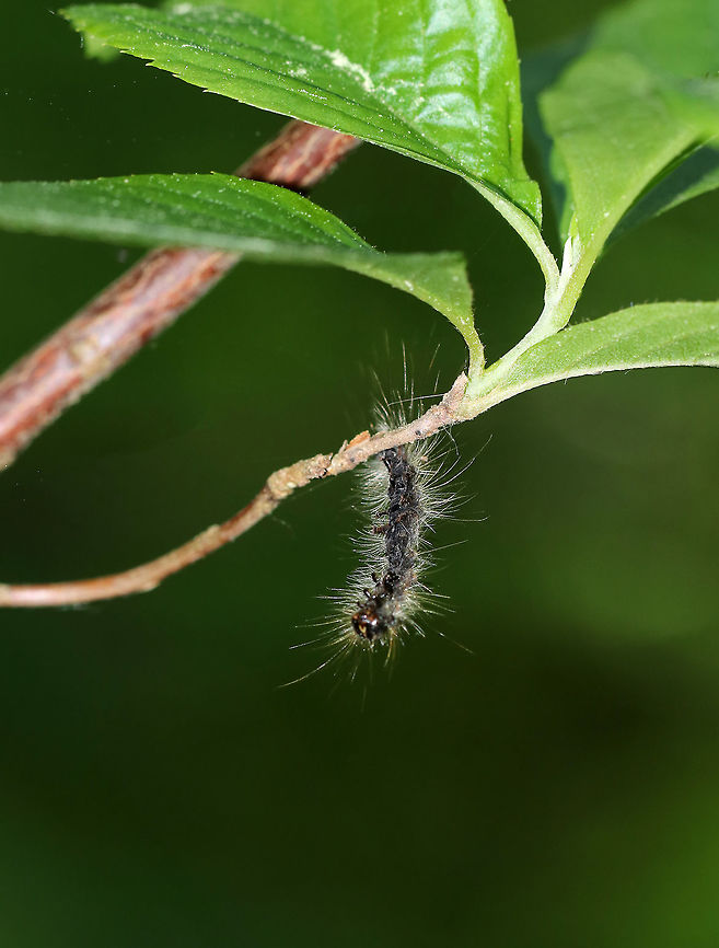 Lymantria Dispar Multicapsid Nuclear Polyhedrosis Virus (LdMNPV) This virus is a naturally occurring virus specific to gypsy moth caterpillars (Lymantria dispar). It spreads like the common cold and is effective at reducing high-density gypsy moth populations. The virus is always present in<br />
gypsy moth populations and can be transmitted from a female moth to her offspring. It spreads naturally<br />
through the gypsy moth population, especially when caterpillars are abundant. During a gypsy moth outbreak, caterpillars become more susceptible to this virus because they are stressed from competing with<br />
one another for food and space. NPV is especially important during gypsy moth outbreaks in North America. <br />
<br />
Caterpillars killed by the NPV disease hang in an upside down V shape. Their bodies liquefy and rapidly disintegrate.<br />
<br />
Taxonomy: <br />
Superkingdom Viruses<br />
No classification - dsDNA viruses, no RNA stage<br />
Family - Baculoviridae<br />
Genus - Alphabaculovirus<br />
Species - Lymantria dispar multicapsid nuclear polyhedrosis virus<br />
<br />
Habitat: Found dangling from a branch in a swamp Geotagged,LdMNPV,Lymantria Dispar Multicapsid Nuclear Polyhedrosis Virus (LdMNPV),Lymantria dispar,Lymantria dispar multicapsid nuclear polyhedrosis virus,NPV,Spring,United States,caterpillar