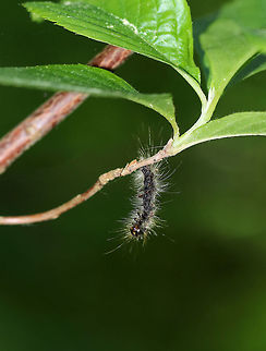 Lymantria Dispar Multicapsid Nuclear Polyhedrosis Virus (LdMNPV) This virus is a naturally occurring virus specific to gypsy moth caterpillars (Lymantria dispar). It spreads like the common cold and is effective at reducing high-density gypsy moth populations. The virus is always present in
gypsy moth populations and can be transmitted from a female moth to her offspring. It spreads naturally
through the gypsy moth population, especially when caterpillars are abundant. During a gypsy moth outbreak, caterpillars become more susceptible to this virus because they are stressed from competing with
one another for food and space. NPV is especially important during gypsy moth outbreaks in North America. 

Caterpillars killed by the NPV disease hang in an upside down V shape. Their bodies liquefy and rapidly disintegrate.

Taxonomy: 
Superkingdom Viruses
No classification - dsDNA viruses, no RNA stage
Family - Baculoviridae
Genus - Alphabaculovirus
Species - Lymantria dispar multicapsid nuclear polyhedrosis virus

Habitat: Found dangling from a branch in a swamp Geotagged,LdMNPV,Lymantria Dispar Multicapsid Nuclear Polyhedrosis Virus (LdMNPV),Lymantria dispar,Lymantria dispar multicapsid nuclear polyhedrosis virus,NPV,Spring,United States,caterpillar