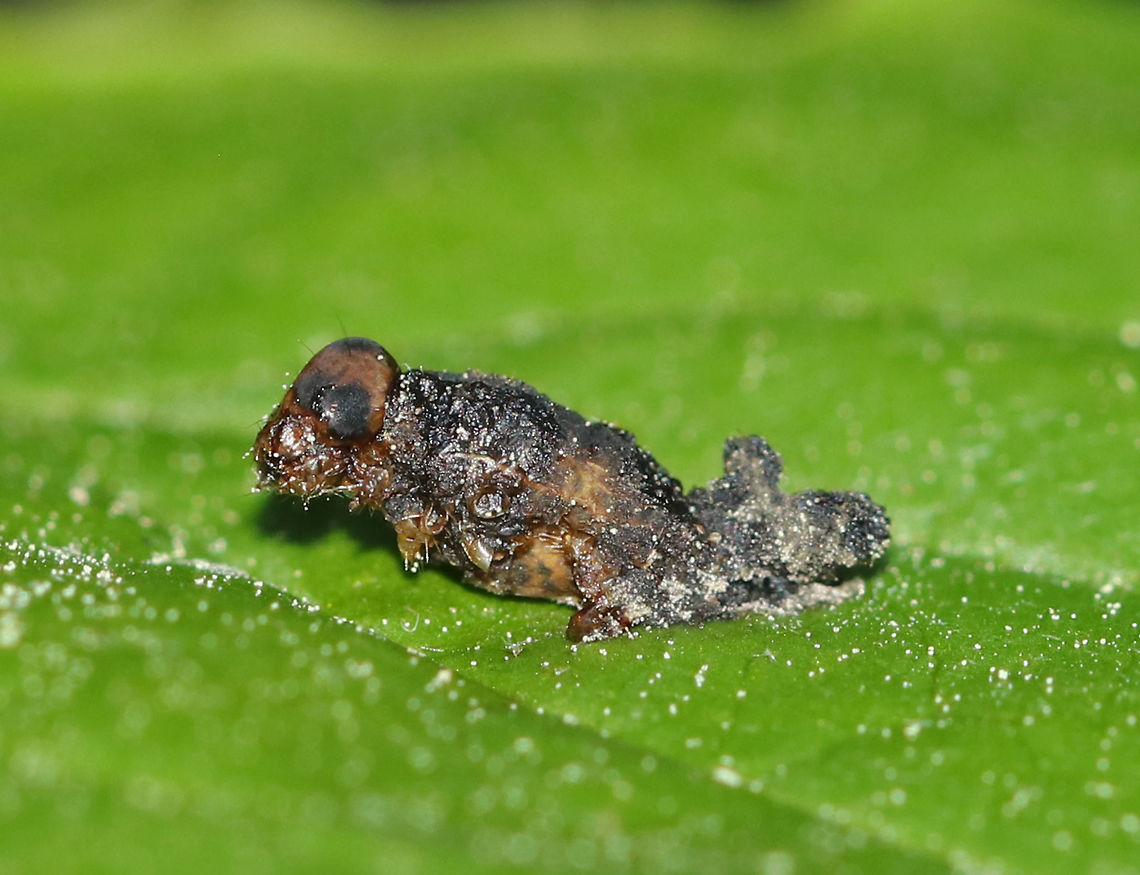 Unidentified Insect - Infected with Fungus(?) This crusty insect was glued to the top of a leaf and was covered in whitish bits, as was the leaf. <br />
<br />
Habitat: Forested wetland<br />
<figure class="photo"><a href="https://www.jungledragon.com/image/83358/unidentified_insect_-_infected_with_fungus.html" title="Unidentified Insect - Infected with Fungus(?)"><img src="https://s3.amazonaws.com/media.jungledragon.com/images/3232/83358_thumb.jpg?AWSAccessKeyId=05GMT0V3GWVNE7GGM1R2&Expires=1759968010&Signature=PXUTLyvRuxqIzm56GqUQK4ve9yc%3D" width="200" height="158" alt="Unidentified Insect - Infected with Fungus(?) This crusty insect was glued to the top of a leaf and was covered in whitish bits, as was the leaf. <br />
<br />
Habitat: Forested wetland<br />
https://www.jungledragon.com/image/83357/unidentified_insect_-_infected_with_fungus.html Geotagged,Spring,United States,insect" /></a></figure> Geotagged,Spring,United States,insect