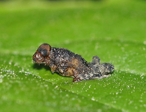 Unidentified Insect - Infected with Fungus(?) This crusty insect was glued to the top of a leaf and was covered in whitish bits, as was the leaf. 
Habitat: Forested wetland
https://www.jungledragon.com/image/83358/unidentified_insect_-_infected_with_fungus.html Geotagged,Spring,United States,insect