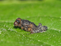 Unidentified Insect - Infected with Fungus(?) This crusty insect was glued to the top of a leaf and was covered in whitish bits, as was the leaf. <br />
<br />
Habitat: Forested wetland<br />
https://www.jungledragon.com/image/83358/unidentified_insect_-_infected_with_fungus.html Geotagged,Spring,United States,insect