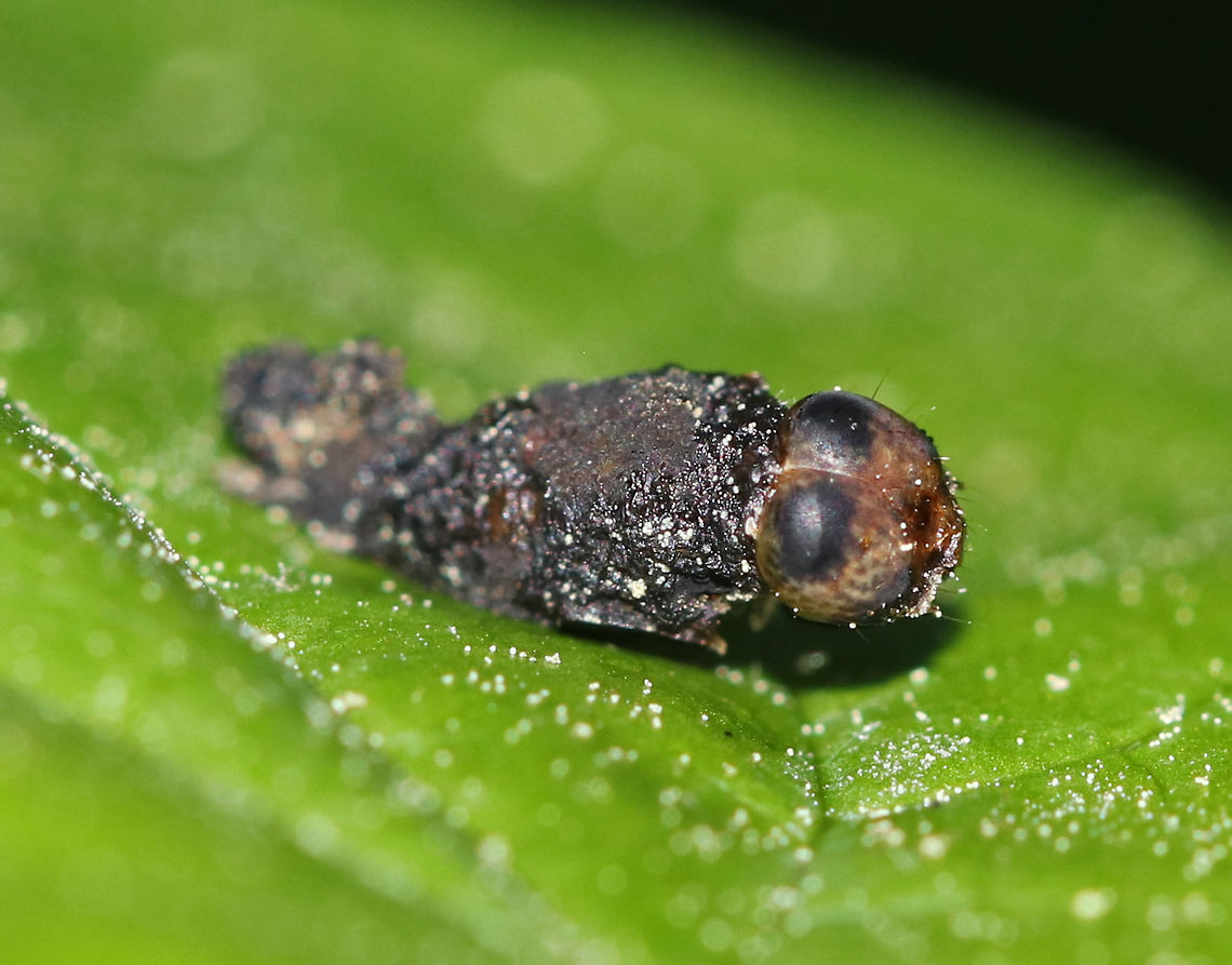 Unidentified Insect - Infected with Fungus(?) This crusty insect was glued to the top of a leaf and was covered in whitish bits, as was the leaf. <br />
<br />
Habitat: Forested wetland<br />
<figure class="photo"><a href="https://www.jungledragon.com/image/83357/unidentified_insect_-_infected_with_fungus.html" title="Unidentified Insect - Infected with Fungus(?)"><img src="https://s3.amazonaws.com/media.jungledragon.com/images/3232/83357_thumb.jpg?AWSAccessKeyId=05GMT0V3GWVNE7GGM1R2&Expires=1770854410&Signature=q31r%2B7Jm%2FK32vPkYxImOo3b8bm4%3D" width="200" height="154" alt="Unidentified Insect - Infected with Fungus(?) This crusty insect was glued to the top of a leaf and was covered in whitish bits, as was the leaf. <br />
<br />
Habitat: Forested wetland<br />
https://www.jungledragon.com/image/83358/unidentified_insect_-_infected_with_fungus.html Geotagged,Spring,United States,insect" /></a></figure> Geotagged,Spring,United States,insect