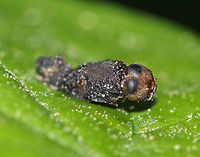 Unidentified Insect - Infected with Fungus(?) This crusty insect was glued to the top of a leaf and was covered in whitish bits, as was the leaf. <br />
<br />
Habitat: Forested wetland<br />
https://www.jungledragon.com/image/83357/unidentified_insect_-_infected_with_fungus.html Geotagged,Spring,United States,insect