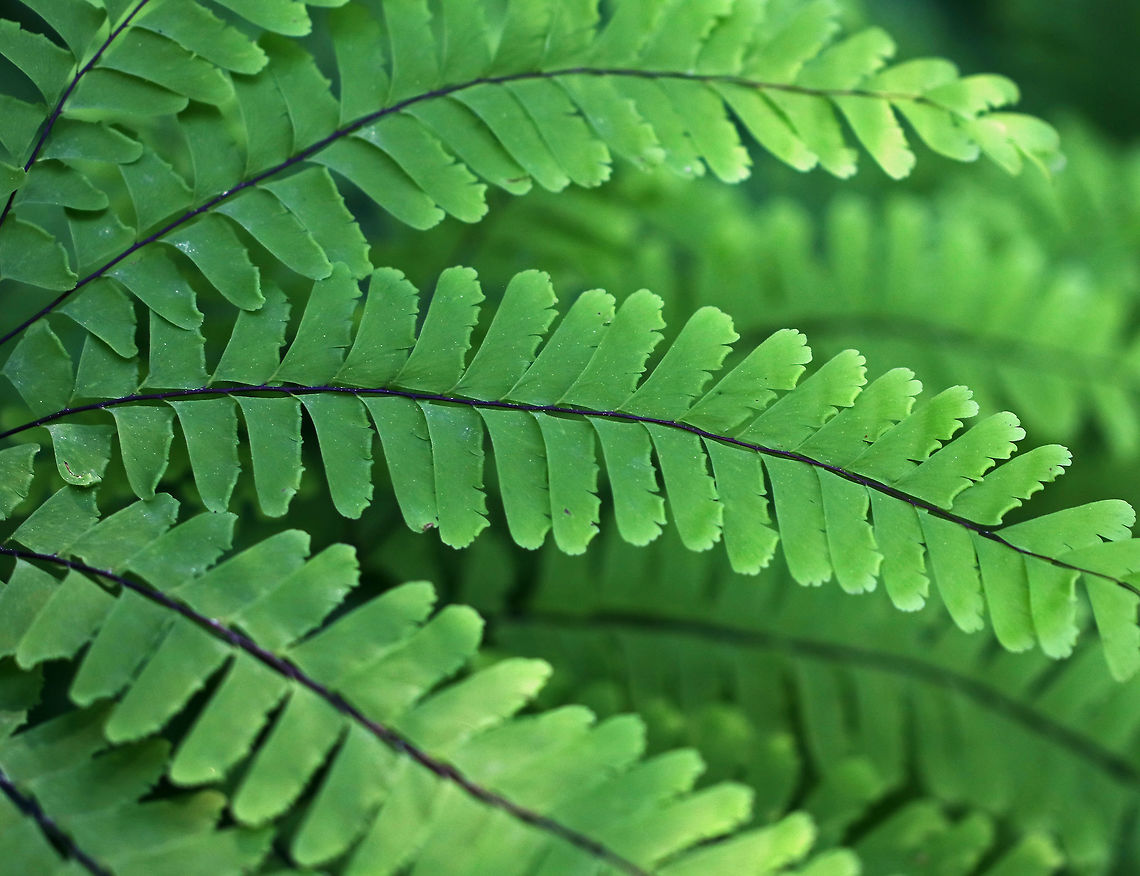Northern Maindenhair Fern - Adiantum pedatum Maindenhair ferns have fan-shaped whorls of leaflets that are held horizontally. The subleaflets are oblong and are toothed on one edge. The spore cases are located along the toothed edges. The stalks are black and wiry. <br />
<br />
Habitat: Forested wetland Adiantum,Adiantum pedatum,Geotagged,Northern maidenhair,Spring,United States,fern