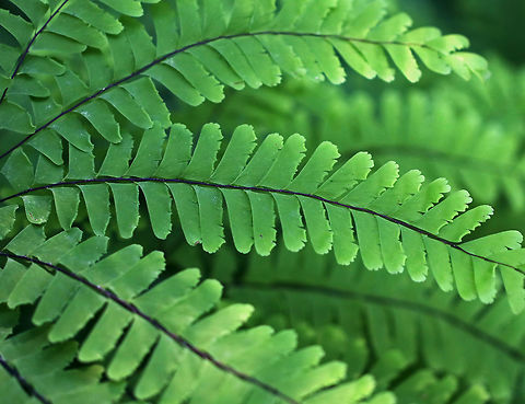 Northern Maindenhair Fern - Adiantum pedatum Maindenhair ferns have fan-shaped whorls of leaflets that are held horizontally. The subleaflets are oblong and are toothed on one edge. The spore cases are located along the toothed edges. The stalks are black and wiry. 

Habitat: Forested wetland Adiantum,Adiantum pedatum,Geotagged,Northern maidenhair,Spring,United States,fern