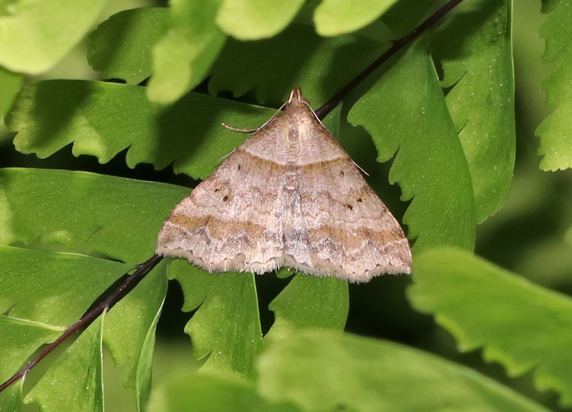 Dark-banded Owlet - Phalaenophana pyramusalis TL: ~12 mm. Tan forewings with straight AM and wavy PM lines. Both lines were bordered with darker brown bands. The reniform spot had two black dots.<br />
<br />
Habitat: Resting on ferns in a forested wetland Dark-banded owlet,Geotagged,Moth,Phalaenophana pyramusalis,Spring,United States