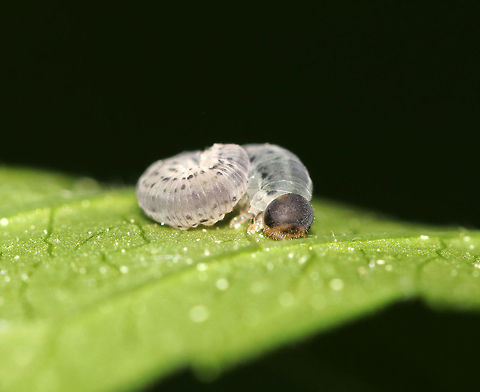Sawfly Larva - Macrophya simillima I can't find much information about this species. The host is Rudbeckia sp.
Habitat: Found on Rudbeckia laciniata near the edge of a pond in a forested wetland.
https://www.jungledragon.com/image/83423/sawfly_larva_-_macrophya_simillima.html
https://www.jungledragon.com/image/83422/sawfly_larva_-_macrophya_simillima.html Geotagged,Macrophya,Macrophya simillima,Spring,United States,larva,sawfly,sawfly larva