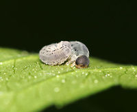 Sawfly Larva - Macrophya simillima I can't find much information about this species. The host is Rudbeckia sp.<br />
<br />
Habitat: Found on Rudbeckia laciniata near the edge of a pond in a forested wetland.<br />
https://www.jungledragon.com/image/83423/sawfly_larva_-_macrophya_simillima.html<br />
https://www.jungledragon.com/image/83422/sawfly_larva_-_macrophya_simillima.html Geotagged,Macrophya,Macrophya simillima,Spring,United States,larva,sawfly,sawfly larva