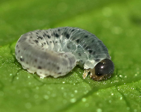 Sawfly Larva - Macrophya simillima I can't find much information about this species. The host is Rudbeckia sp.

Habitat: Found on Rudbeckia laciniata near the edge of a pond in a forested wetland.
https://www.jungledragon.com/image/83423/sawfly_larva_-_macrophya_simillima.html
https://www.jungledragon.com/image/83421/sawfly_larva_-_macrophya_simillima.html Geotagged,Macrophya simillima,Spring,United States