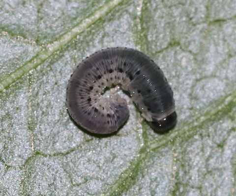 Sawfly Larva - Macrophya simillima I can't find much information about this species. The host is Rudbeckia sp.

Habitat: Found on Rudbeckia laciniata near the edge of a pond in a forested wetland.
https://www.jungledragon.com/image/83422/sawfly_larva_-_macrophya_simillima.html
https://www.jungledragon.com/image/83421/sawfly_larva_-_macrophya_simillima.html Geotagged,Macrophya simillima,Spring,United States