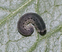 Sawfly Larva - Macrophya simillima I can't find much information about this species. The host is Rudbeckia sp.<br />
<br />
Habitat: Found on Rudbeckia laciniata near the edge of a pond in a forested wetland.<br />
https://www.jungledragon.com/image/83422/sawfly_larva_-_macrophya_simillima.html<br />
https://www.jungledragon.com/image/83421/sawfly_larva_-_macrophya_simillima.html Geotagged,Macrophya simillima,Spring,United States