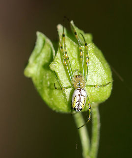 Orchard Orbweaver - Leucauge venusta Beautiful spider with an elongated, white abdomen that was marked with yellow, black, and green. The cephalothorax was yellow/tan and had stripes along the sides and a single stripe down the middle. Legs were mostly green.

Habitat: Deciduous forest Geotagged,Leucauge venusta,Orchard spider,Spring,United States,spider