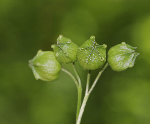 Unidentified Plant I don't know if these are the remnants of flowers or seed pods, but they look like dumplings.

Habitat: Growing in a forested wetland. Geotagged,Spring,United States,plant