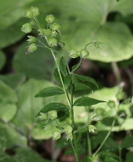 Unidentified Plant 
Habitat: Growing in a forested wetland. Geotagged,Spring,United States