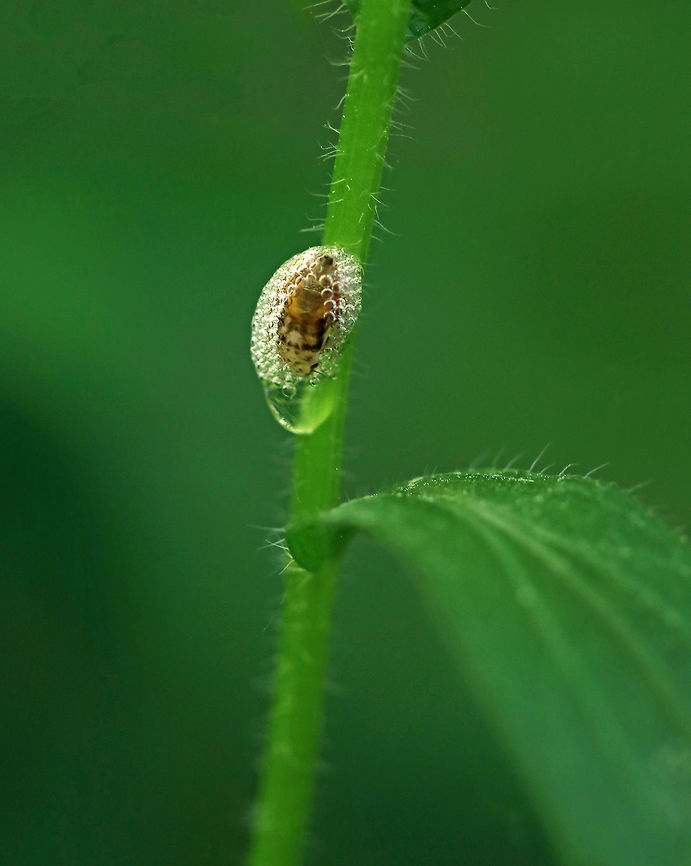 European Alder Spittlebug - Aphrophora alni Habitat: In &quot;spit&quot; on fleabane (Erigeron sp.) - I think<br />
<figure class="photo"><a href="https://www.jungledragon.com/image/83427/european_alder_spittlebug_-_aphrophora_alni.html" title="European Alder Spittlebug - Aphrophora alni"><img src="https://s3.amazonaws.com/media.jungledragon.com/images/3232/83427_thumb.jpg?AWSAccessKeyId=05GMT0V3GWVNE7GGM1R2&Expires=1763596810&Signature=2DiP3H04hBzS7ehLG87kOhYbdlo%3D" width="126" height="152" alt="European Alder Spittlebug - Aphrophora alni Naturalized in the United States.<br />
<br />
Habitat: In &quot;spit&quot; on fleabane (Erigeron sp.) - I think<br />
https://www.jungledragon.com/image/83431/spittlebug_-_family_cercopidae.html Aphrophora alni,Cercopidae,European Alder Spittle Bug,Geotagged,Meadow froghopper,Philaenus spumarius,Spring,United States,froghopper,froghopper nymph,nymph,spittlebug" /></a></figure> Aphrophora alni,European Alder Spittle Bug,Geotagged,Spring,United States