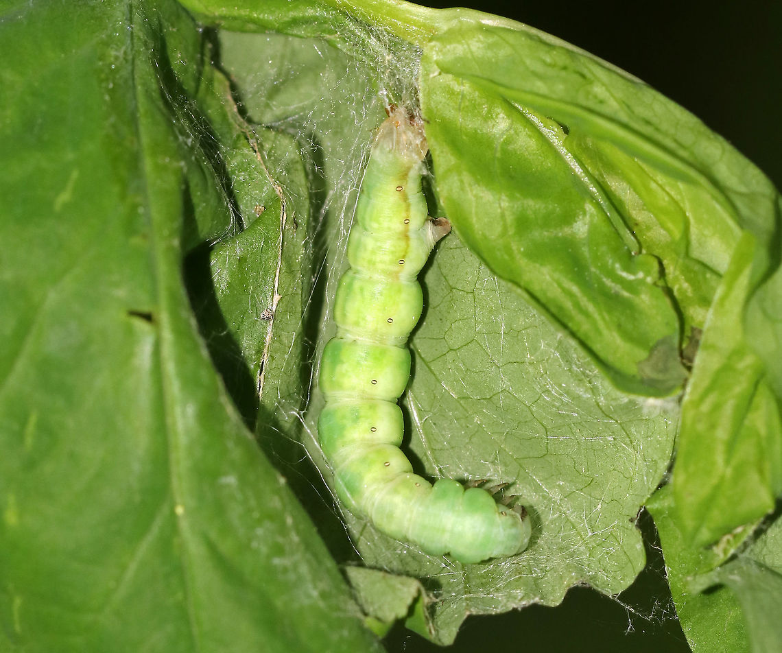 Unknown Caterpillar - Noctuidae? Notodontidae? I found this caterpillar in a semi-enclosed silk nest. I don't know they ID yet, but suspect that it's a Noctuid or else maybe a prominent (Notodontidae). The colors seem a bit mottled, so I was thinking that maybe it was getting ready to pupate? <br />
<br />
Habitat: On a plant (eek, I forgot to take note of the host!) in a mixed forest/wetland Geotagged,Spring,United States,caterpillar