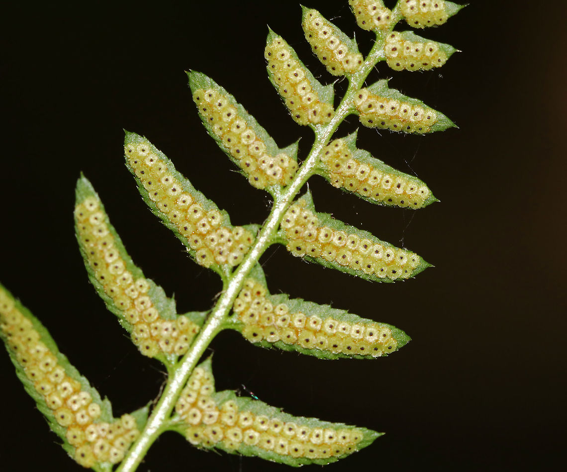 Christmas Fern Spores - Polystichum acrostichoides I&#039;m trying to understand the structure of ferns, so I may have this wrong... These little, donut-shaped structures are called indusium. They cover the sori, which are composed of many sporangia that, in turn, contain the plant&rsquo;s spores.<br />
<br />
Habitat: Forested wetland Christmas fern,Geotagged,Polystichum,Polystichum acrostichoides,Spring,United States,fern spores,spores