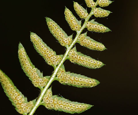 Christmas Fern Spores - Polystichum acrostichoides I'm trying to understand the structure of ferns, so I may have this wrong... These little, donut-shaped structures are called indusium. They cover the sori, which are composed of many sporangia that, in turn, contain the plant&rsquo;s spores.

Habitat: Forested wetland Christmas fern,Geotagged,Polystichum,Polystichum acrostichoides,Spring,United States,fern spores,spores