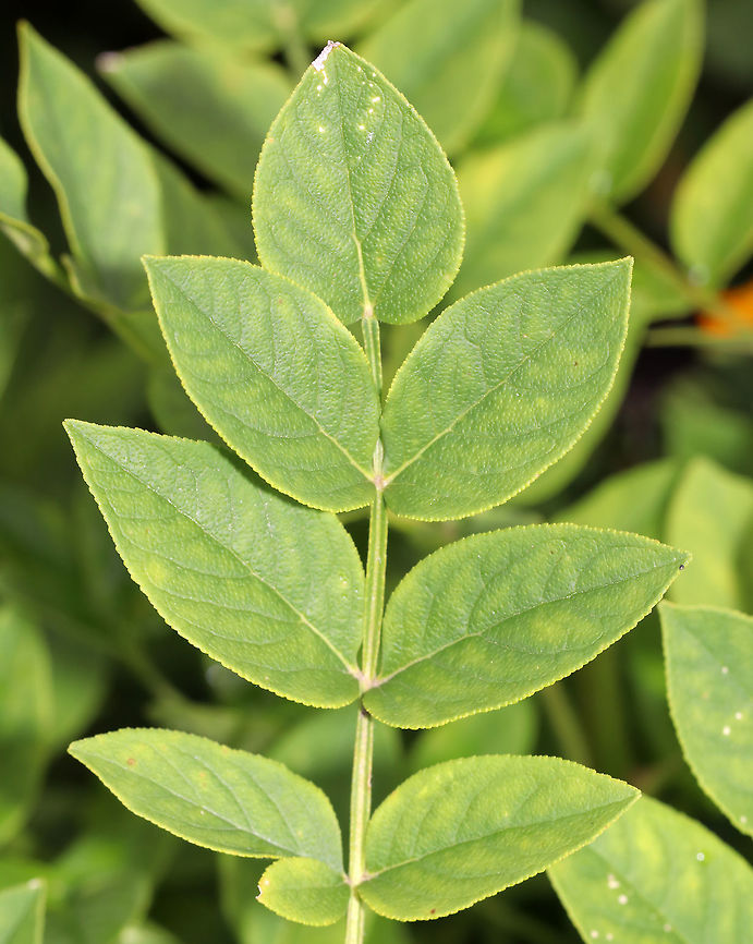 Gas Plant - Dictamnus albus Sorry for the boring shot, but it wasn't currently in bloom.<br />
<br />
Gas plant, also known as burning bush is quite an interesting plant! During a hot summer, gas plants exude an oily substance that smells like lemon. These oils are highly volatile and can actually ignite! If the air temperatures get hot enough, or if someone takes a match to this plant on a hot day, the oils covering its tissues will ignite with a flash! The oils burn off quickly and the plant is not injured. <br />
<br />
Reasons why this plant is flammable are speculative. It might protect against heat stress or it may clear the area of competition by creating tiny wildfires.<br />
<br />
Habitat: Meadow edge<br />
<br />
<section class="video"><iframe width="448" height="282" src="https://www.youtube-nocookie.com/embed/pQTZyS7BKV8?hd=1&autoplay=0&rel=0" frameborder="0" allowfullscreen></iframe></section> Burning bush,Dictamnus,Dictamnus albus,Geotagged,Summer,United States,gas plant