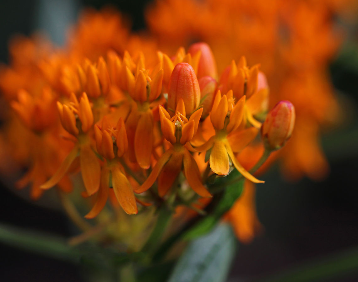 Butterfly Milkweed (Asclepias tuberosa) A very popular plant among butterflies because it produces lots of nectar.<br />
<br />
Habitat: Rural garden Asclepias,Asclepias tuberosa,Butterfly Weed,Geotagged,Summer,United States,butterfly milkweed,milkweed