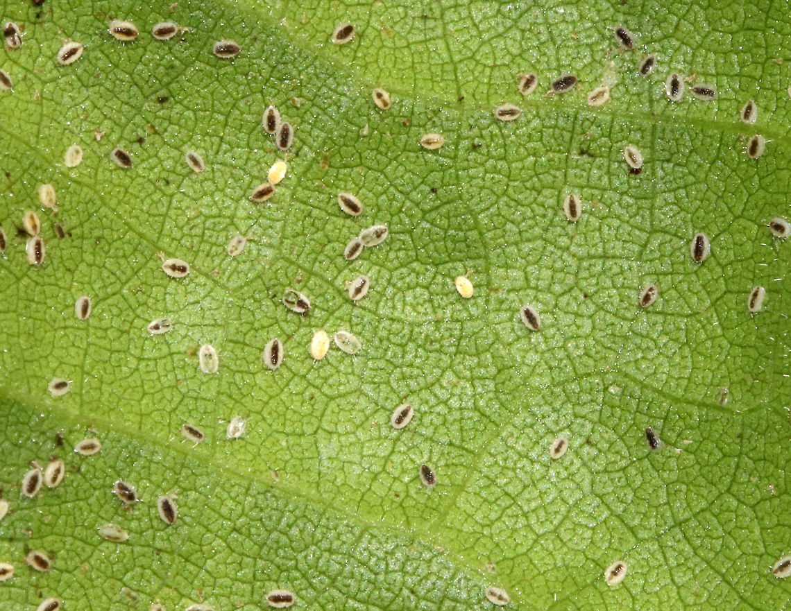 Whiteflies - Family Aleyrodidae ~2 mm each!<br />
<br />
Habitat: On the underside of Abutilon theophrasti leaves<br />
<br />
 Aleyrodidae,Family Aleyrodidae,Geotagged,Summer,United States,whiteflies