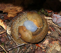 Dusky Arion Slugs (Mating) - Arion subfuscus Arion slugs are hermaphrodites, and they can reproduce either by self- or cross-fertilization, depending upon conditions. When two slugs mate with each other, they exchange sperm with their protruding genitalia. If their sex organs become entangled, the slugs will simply bite them off in order to free themselves. From then onward, the emasculated slugs will only able to reproduce as females.<br />
<br />
Habitat: Mixed forest<br />
https://www.jungledragon.com/image/83479/dusky_arion_slugs_mating_-_arion_subfuscus.html Arion fuscus,Dusky Arion,Geotagged,Summer,United States,arion,mating slugs,slugs