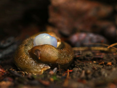 Dusky Arion Slugs (Mating) - Arion subfuscus Arion slugs are hermaphrodites, and they can reproduce either by self- or cross-fertilization, depending upon conditions. When two slugs mate with each other, they exchange sperm with their protruding genitalia. If their sex organs become entangled, the slugs will simply bite them off in order to free themselves. From then onward, the emasculated slugs will only able to reproduce as females.

Habitat: Mixed forest
https://www.jungledragon.com/image/83478/dusky_arion_slugs_mating_-_arion_subfuscus.html Arion fuscus,Dusky Arion,Geotagged,Summer,United States