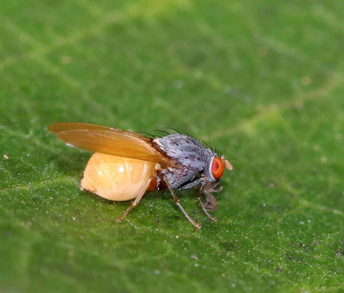 Minettia lupulina TL: ~5 mm. Thorax densely gray and pruinescent; abdomen yellow; fore and mid femora and fore tibia mostly black; yellow halteres.<br />
<br />
Habitat: Rural garden Geotagged,Minettia,Minettia lupulina,Summer,United States,diptera,fly