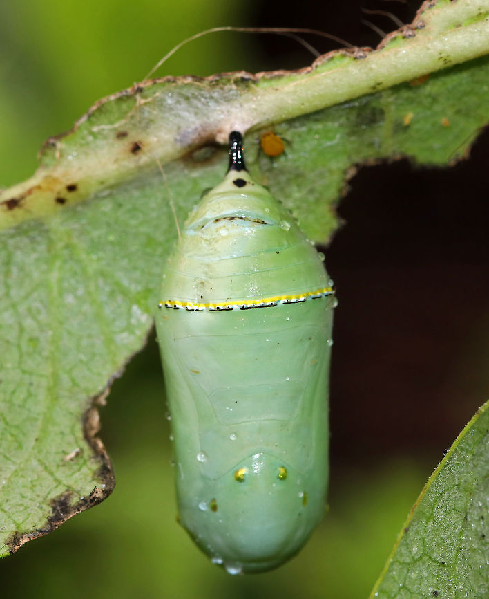 Monarch Butterfly Chrysalis - Danaus plexippus Just before they pupate, monarch caterpillars spin a silk mat from which they hang upside down by their prolegs (the silk comes from a spinneret on their head). The caterpillar then stabs a stem into the silk pad to hang from. This stem extends from its rear, and is called a cremaster. Once they are in the pupal stage, they will begin their final transformation to become an adult butterfly. Just before the monarch butterfly emerges, their wing pattern becomes visible through the pupal covering. This is not because the pupa is transparent; rather, it is because the pigmentation on the wing scales only develops at the very end of the pupal stage. This stage of development lasts 8-15 days under normal conditions. Monarch metamorphosis from egg to adult takes as little as 25 days, However, it is estimated that fewer than 10% of monarch eggs and caterpillars survive because they are so vulnerable to weather, parasites, and disease. <br />
<br />
**This chrysalis was damaged (see horizontal mark below cremaster and the scar going down from there)<br />
<br />
<br />
Habitat: On milkweed in a rural garden<br />
<figure class="photo"><a href="https://www.jungledragon.com/image/83482/monarch_butterfly_chrysalis_-_danaus_plexippus.html" title="Monarch Butterfly Chrysalis - Danaus plexippus"><img src="https://s3.amazonaws.com/media.jungledragon.com/images/3232/83482_thumb.jpg?AWSAccessKeyId=05GMT0V3GWVNE7GGM1R2&Expires=1759968010&Signature=xrBoK9jB6IYR8mjEpfW15KS%2FmMA%3D" width="200" height="152" alt="Monarch Butterfly Chrysalis - Danaus plexippus Just before they pupate, monarch caterpillars spin a silk mat from which they hang upside down by their prolegs (the silk comes from a spinneret on their head). The caterpillar then stabs a stem into the silk pad to hang from. This stem extends from its rear, and is called a cremaster. Once they are in the pupal stage, they will begin their final transformation to become an adult butterfly. Just before the monarch butterfly emerges, their wing pattern becomes visible through the pupal covering. This is not because the pupa is transparent; rather, it is because the pigmentation on the wing scales only develops at the very end of the pupal stage. This stage of development lasts 8-15 days under normal conditions. Monarch metamorphosis from egg to adult takes as little as 25 days, However, it is estimated that fewer than 10% of monarch eggs and caterpillars survive because they are so vulnerable to weather, parasites, and disease. <br />
<br />
Habitat: On milkweed in a rural garden<br />
https://www.jungledragon.com/image/83481/monarch_butterfly_chrysalis_-_danaus_plexippus.html Danaus plexippus,Geotagged,Monarch butterfly,Summer,United States" /></a></figure> Danaus plexippus,Geotagged,Monarch butterfly,Summer,United States,chrysalis,danaus,monarch pupa,pupa