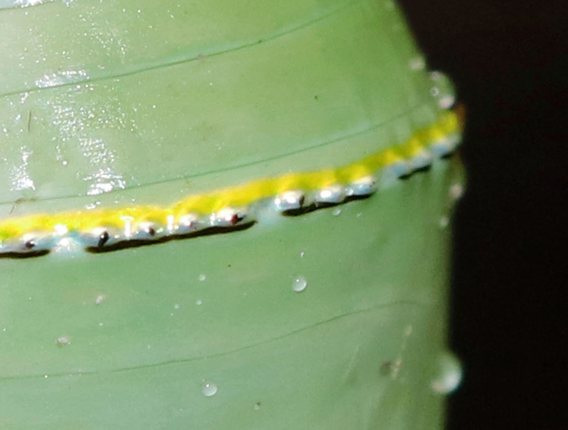 Monarch Butterfly Chrysalis - Danaus plexippus Just before they pupate, monarch caterpillars spin a silk mat from which they hang upside down by their prolegs (the silk comes from a spinneret on their head). The caterpillar then stabs a stem into the silk pad to hang from. This stem extends from its rear, and is called a cremaster. Once they are in the pupal stage, they will begin their final transformation to become an adult butterfly. Just before the monarch butterfly emerges, their wing pattern becomes visible through the pupal covering. This is not because the pupa is transparent; rather, it is because the pigmentation on the wing scales only develops at the very end of the pupal stage. This stage of development lasts 8-15 days under normal conditions. Monarch metamorphosis from egg to adult takes as little as 25 days, However, it is estimated that fewer than 10% of monarch eggs and caterpillars survive because they are so vulnerable to weather, parasites, and disease. <br />
<br />
Habitat: On milkweed in a rural garden<br />
<figure class="photo"><a href="https://www.jungledragon.com/image/83481/monarch_butterfly_chrysalis_-_danaus_plexippus.html" title="Monarch Butterfly Chrysalis - Danaus  plexippus"><img src="https://s3.amazonaws.com/media.jungledragon.com/images/3232/83481_thumb.jpg?AWSAccessKeyId=05GMT0V3GWVNE7GGM1R2&Expires=1759968010&Signature=i0kdNsPQbwW6CDPYLOUvOEhMjNA%3D" width="126" height="152" alt="Monarch Butterfly Chrysalis - Danaus  plexippus Just before they pupate, monarch caterpillars spin a silk mat from which they hang upside down by their prolegs (the silk comes from a spinneret on their head). The caterpillar then stabs a stem into the silk pad to hang from. This stem extends from its rear, and is called a cremaster. Once they are in the pupal stage, they will begin their final transformation to become an adult butterfly. Just before the monarch butterfly emerges, their wing pattern becomes visible through the pupal covering. This is not because the pupa is transparent; rather, it is because the pigmentation on the wing scales only develops at the very end of the pupal stage. This stage of development lasts 8-15 days under normal conditions. Monarch metamorphosis from egg to adult takes as little as 25 days, However, it is estimated that fewer than 10% of monarch eggs and caterpillars survive because they are so vulnerable to weather, parasites, and disease. <br />
<br />
**This chrysalis was damaged (see horizontal mark below cremaster and the scar going down from there)<br />
<br />
<br />
Habitat: On milkweed in a rural garden<br />
https://www.jungledragon.com/image/83482/monarch_butterfly_chrysalis_-_danaus_plexippus.html Danaus plexippus,Geotagged,Monarch butterfly,Summer,United States,chrysalis,danaus,monarch pupa,pupa" /></a></figure> Danaus plexippus,Geotagged,Monarch butterfly,Summer,United States