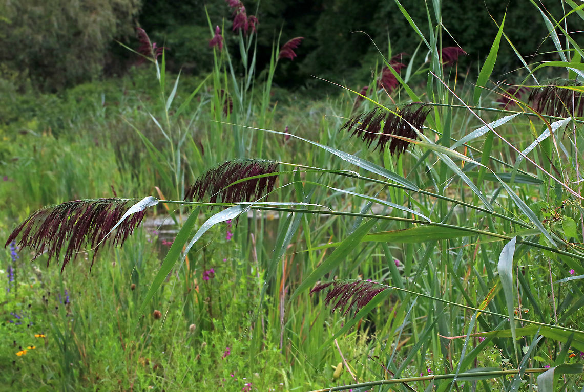 Common Reed - Phragmites americanus Phragmites americanus is a wetland grass with a feathery plume at the tip of a tall, leafy stem. Originally, it was classified as a subspecies of Phragmites australis. <br />
<br />
Habitat: Pond edge<br />
<figure class="photo"><a href="https://www.jungledragon.com/image/83483/common_reed_-_phragmites_americanus.html" title="Common Reed - Phragmites americanus"><img src="https://s3.amazonaws.com/media.jungledragon.com/images/3232/83483_thumb.jpg?AWSAccessKeyId=05GMT0V3GWVNE7GGM1R2&Expires=1759968010&Signature=7wFy%2F%2Bjl53RBEy5MABwdsTFfJII%3D" width="200" height="134" alt="Common Reed - Phragmites americanus Phragmites americanus is a wetland grass with a feathery plume at the tip of a tall, leafy stem.  Originally, it was classified as a subspecies of Phragmites australis. <br />
<br />
Habitat: Pond edge<br />
https://www.jungledragon.com/image/83484/common_reed_-_phragmites_americanus.html Common reed,Geotagged,Phragmites americanus,Phragmites australis,Phragmites australis subsp. americanus,Summer,United States,phragmites,reed,reed grass,wetland grass" /></a></figure> Geotagged,Phragmites americanus,Summer,United States