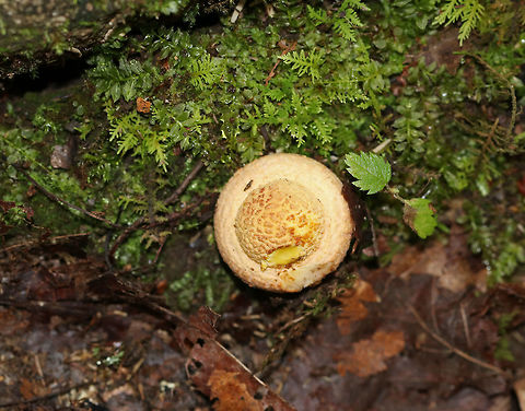 Amanita sp. button mushroom Habitat: Growing on mossy tree roots in a mixed forest Geotagged,Summer,United States,amanita,mushroom