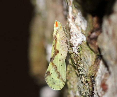 Derbid Planthopper - Otiocerus wolfii This tiny planthopper had pale greenish yellow wings with brown markings. It had an orange stripe on its head with a small, black line in front of it.

Habitat: It landed on a tree next to me in a mixed forest. Geotagged,Otiocerus,Otiocerus wolfii,Summer,United States,derbid,planthopper