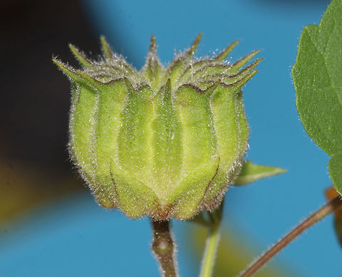 Velvetleaf - Abutilon theophrasti Habitat: On the edge of a rural garden/meadow Abutilon,Abutilon theophrasti,Geotagged,Summer,United States,velvetleaf