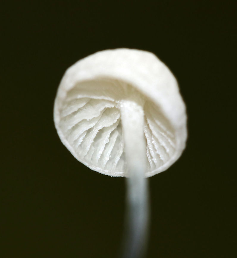 Black-footed Marasmus - Tetrapyrgos nigripes Tiny, white mushrooms that were 5 mm tall or less. The stipes were mostly grayish black with fine hairs, and the bases were dark black. The gills were white and distant.<br />
<br />
Habitat: Growing on an oak (Quercus sp.) leaf in a mixed forest.<br />
<figure class="photo"><a href="https://www.jungledragon.com/image/83490/black-footed_marasmus_-_tetrapyrgos_nigripes.html" title="Black-footed Marasmus - Tetrapyrgos nigripes"><img src="https://s3.amazonaws.com/media.jungledragon.com/images/3232/83490_thumb.jpg?AWSAccessKeyId=05GMT0V3GWVNE7GGM1R2&Expires=1767225610&Signature=3uWgWmXX7PSdTlPw16THXxlnfqM%3D" width="200" height="156" alt="Black-footed Marasmus - Tetrapyrgos nigripes Tiny, white mushrooms that were 5 mm tall or less. The stipes were mostly grayish black with fine hairs, and the bases were dark black. The gills were white and distant.<br />
<br />
Habitat: Growing on an oak (Quercus sp.) leaf in a mixed forest.<br />
https://www.jungledragon.com/image/83489/black-footed_marasmus_-_tetrapyrgos_nigripes.html<br />
https://www.jungledragon.com/image/83491/black-footed_marasmus_-_tetrapyrgos_nigripes.html<br />
https://www.jungledragon.com/image/83492/black-footed_marasmus_-_tetrapyrgos_nigripes.html Black-footed Marasmus,Geotagged,Summer,Tetrapyrgos nigripes,United States" /></a></figure><br />
<figure class="photo"><a href="https://www.jungledragon.com/image/83491/black-footed_marasmus_-_tetrapyrgos_nigripes.html" title="Black-footed Marasmus - Tetrapyrgos nigripes"><img src="https://s3.amazonaws.com/media.jungledragon.com/images/3232/83491_thumb.jpg?AWSAccessKeyId=05GMT0V3GWVNE7GGM1R2&Expires=1767225610&Signature=72sEYmOP3xNHnlwQyXshoOl4eb0%3D" width="200" height="158" alt="Black-footed Marasmus - Tetrapyrgos nigripes Tiny, white mushrooms that were 5 mm tall or less. The stipes were mostly grayish black with fine hairs, and the bases were dark black. The gills were white and distant.<br />
<br />
Habitat: Growing on an oak (Quercus sp.) leaf in a mixed forest.<br />
https://www.jungledragon.com/image/83489/black-footed_marasmus_-_tetrapyrgos_nigripes.html<br />
https://www.jungledragon.com/image/83492/black-footed_marasmus_-_tetrapyrgos_nigripes.html<br />
https://www.jungledragon.com/image/83490/black-footed_marasmus_-_tetrapyrgos_nigripes.html<br />
 Black-footed Marasmus,Geotagged,Summer,Tetrapyrgos nigripes,United States" /></a></figure><br />
<figure class="photo"><a href="https://www.jungledragon.com/image/83492/black-footed_marasmus_-_tetrapyrgos_nigripes.html" title="Black-footed Marasmus - Tetrapyrgos nigripes"><img src="https://s3.amazonaws.com/media.jungledragon.com/images/3232/83492_thumb.jpg?AWSAccessKeyId=05GMT0V3GWVNE7GGM1R2&Expires=1767225610&Signature=NMY4wTXwa2byiSGVmDbYpckFBEA%3D" width="200" height="170" alt="Black-footed Marasmus - Tetrapyrgos nigripes Tiny, white mushrooms that were 5 mm tall or less. The stipes were mostly grayish black with fine hairs, and the bases were dark black. The gills were white and distant.<br />
<br />
Habitat: Growing on an oak (Quercus sp.) leaf in a mixed forest.<br />
https://www.jungledragon.com/image/83491/black-footed_marasmus_-_tetrapyrgos_nigripes.html<br />
https://www.jungledragon.com/image/83490/black-footed_marasmus_-_tetrapyrgos_nigripes.html<br />
https://www.jungledragon.com/image/83489/black-footed_marasmus_-_tetrapyrgos_nigripes.html Black-footed Marasmus,Geotagged,Summer,Tetrapyrgos nigripes,United States" /></a></figure> Black-footed Marasmus,Geotagged,Summer,Tetrapyrgos,Tetrapyrgos nigripes,United States