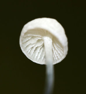 Black-footed Marasmus - Tetrapyrgos nigripes Tiny, white mushrooms that were 5 mm tall or less. The stipes were mostly grayish black with fine hairs, and the bases were dark black. The gills were white and distant.

Habitat: Growing on an oak (Quercus sp.) leaf in a mixed forest.
https://www.jungledragon.com/image/83490/black-footed_marasmus_-_tetrapyrgos_nigripes.html
https://www.jungledragon.com/image/83491/black-footed_marasmus_-_tetrapyrgos_nigripes.html
https://www.jungledragon.com/image/83492/black-footed_marasmus_-_tetrapyrgos_nigripes.html Black-footed Marasmus,Geotagged,Summer,Tetrapyrgos,Tetrapyrgos nigripes,United States
