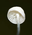 Black-footed Marasmus - Tetrapyrgos nigripes Tiny, white mushrooms that were 5 mm tall or less. The stipes were mostly grayish black with fine hairs, and the bases were dark black. The gills were white and distant.<br />
<br />
Habitat: Growing on an oak (Quercus sp.) leaf in a mixed forest.<br />
https://www.jungledragon.com/image/83490/black-footed_marasmus_-_tetrapyrgos_nigripes.html<br />
https://www.jungledragon.com/image/83491/black-footed_marasmus_-_tetrapyrgos_nigripes.html<br />
https://www.jungledragon.com/image/83492/black-footed_marasmus_-_tetrapyrgos_nigripes.html Black-footed Marasmus,Geotagged,Summer,Tetrapyrgos,Tetrapyrgos nigripes,United States
